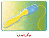 پاسخ جمع آوری اطلاعات صفحه ۹۴ علوم ششم
