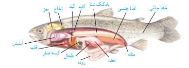 پاسخ فعالیت صفحه ۱۵۳ فصل ۱۴ علوم نهم