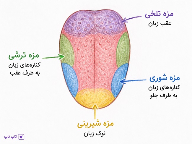 پاسخ گفت و گو کنید صفحه ۴۰ فصل ۵ علوم هشتم